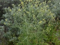 Sisymbrium altissimum 8, Hongaarse raket, Saxifraga-Ed Stikvoort