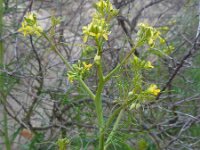 Sisymbrium altissimum 9, Hongaarse raket, Saxifraga-Ed Stikvoort
