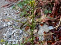 Sisymbrium erysimoides 2, Saxifraga-Ed Stikvoort