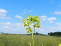 Sisymbrium loeselii 10, Spiesraket, Saxifraga-Rutger Barendse
