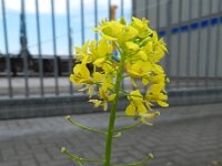 Sisymbrium loeselii 2, Spiesraket, Saxifraga-Rutger Barendse