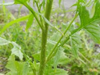 Sisymbrium loeselii 3, Spiesraket, Saxifraga-Rutger Barendse