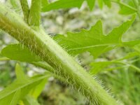 Sisymbrium loeselii 6, Spiesraket, Saxifraga-Rutger Barendse