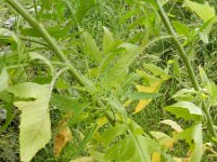 Sisymbrium loeselii 7, Spiesraket, Saxifraga-Rutger Barendse