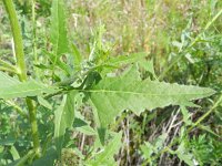 Sisymbrium loeselii 8, Spiesraket, Saxifraga-Rutger Barendse