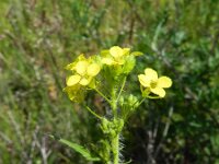 Sisymbrium loeselii 9, Spiesraket, Saxifraga-Rutger Barendse