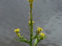 Sisymbrium officinale 10, Gewone raket, Saxifraga-Ed Stikvoort