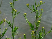 Sisymbrium officinale 11, Gewone raket, Saxifraga-Ed Stikvoort