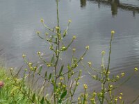Sisymbrium officinale 12, Gewone raket, Saxifraga-Ed Stikvoort