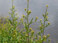 Sisymbrium officinale 13, Gewone raket, Saxifraga-Ed Stikvoort