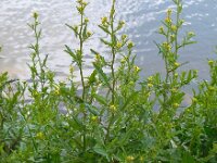 Sisymbrium officinale 14, Gewone raket, Saxifraga-Ed Stikvoort