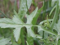 Sisymbrium officinale 2, Gewone raket, Saxifraga-Rutger Barendse