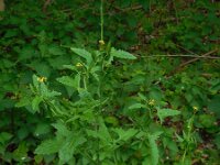 Sisymbrium officinale 4, Gewone raket, Saxifraga-Ed Stikvoort