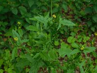 Sisymbrium officinale 5, Gewone raket, Saxifraga-Ed Stikvoort