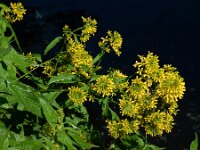Sisymbrium strictissimum 3, Hoge raket, Saxifraga-Ed Stikvoort : Amsterdam Den Haag