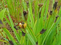 Sisyrinchium californica 11, Gele bieslelie, Saxifraga-Hans Grotenhuis