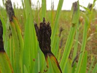 Sisyrinchium californica 16, Gele bieslelie, Saxifraga-Hans Grotenhuis