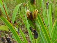 Sisyrinchium californicum 13, Gele bieslelie, Saxifraga-Hans Grotenhuis