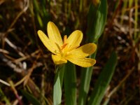 Sisyrinchium californicum 2, Gele bieslelie, Saxifraga-Ed Stikvoort