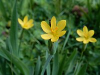 Sisyrinchium californicum 20, Gele bieslelie, Saxifraga-Ed Stikvoort : grote biesvaren IJzeren Man Vught A900