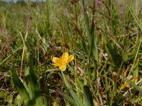 Sisyrinchium californicum 3, Gele bieslelie, Saxifraga-Ed Stikvoort