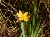 Sisyrinchium californicum 4, Gele bieslelie, Saxifraga-Ed Stikvoort