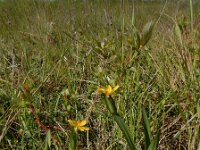 Sisyrinchium californicum 5, Gele bieslelie, Saxifraga-Ed Stikvoort