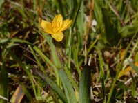 Sisyrinchium californicum 6, Gele bieslelie, Saxifraga-Ed Stikvoort