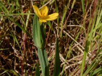 Sisyrinchium californicum 7, Gele bieslelie, Saxifraga-Ed Stikvoort
