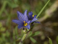Sisyrinchium montanum 2, Saxifraga-Willem van Kruijsbergen