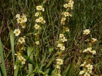 Sisyrinchium striatum 2, Saxifraga-Ed Stikvoort
