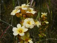 Sisyrinchium striatum 3, Saxifraga-Ed Stikvoort