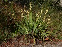 Sisyrinchium striatum 4, Saxifraga-Ed Stikvoort