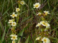 Sisyrinchium striatum 5, Saxifraga-Ed Stikvoort