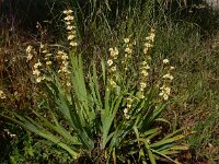 Sisyrinchium striatum 6, Saxifraga-Ed Stikvoort