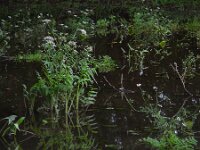 Sium latifolium 11, Grote watereppe, Saxifraga-Ed Stikvoort