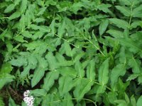 Sium latifolium 4, Grote watereppe, Saxifraga-Rutger Barendse