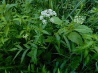 Sium latifolium1 3, Grote watereppe, Saxifraga-Ed Stikvoort
