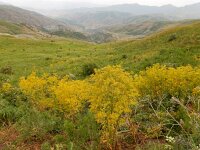 Smyrniopsis aucheri 2, Saxifraga-Ed Stikvoort