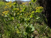 Smyrnium perfoliatum ssp rotundifolium 23, Saxifraga-Ed Stikvoort