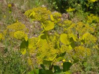 Smyrnium perfoliatum ssp rotundifolium 25, Saxifraga-Harry Jans