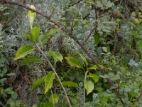 Solandra grandiflora 1, Saxifraga-Rutger Barendse