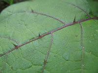 Solanum aethiopicum 1, Saxifraga-Rutger Barendse