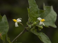 Solanum alatum 1, Saxifraga-Jan van der Straaten