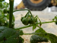 Solanum americanum 2, Saxifraga-Rutger Barendse