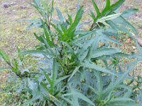 Solanum aviculare 1, Saxifraga-Rutger Barendse