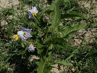 Solanum carolinense 11, Carolina-nachtschade, Saxifraga-Ed Stikvoort : A900