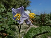 Solanum carolinense 12, Carolina-nachtschade, Saxifraga-Ed Stikvoort : A900