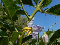 Solanum carolinense 14, Carolina-nachtschade, Saxifraga-Ed Stikvoort : s9900