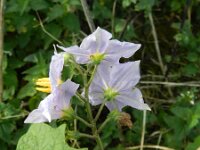 Solanum carolinense 4, Carolina-nachtschade, Saxifraga-Rutger Barendse